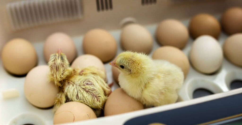 Poussin fraîchement éclos dans une couveuse, plumage encore humide près de sa coquille